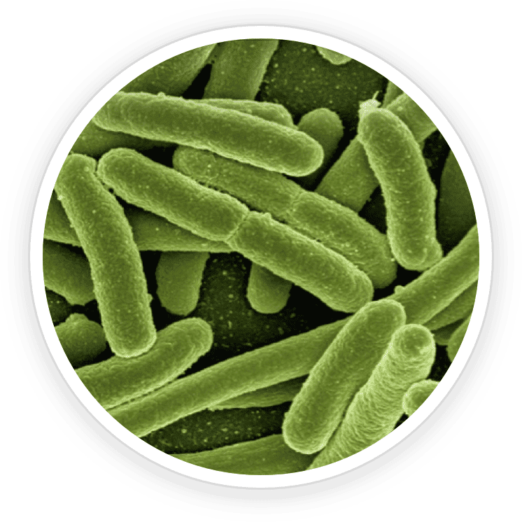 Bifidobacterium Lactis