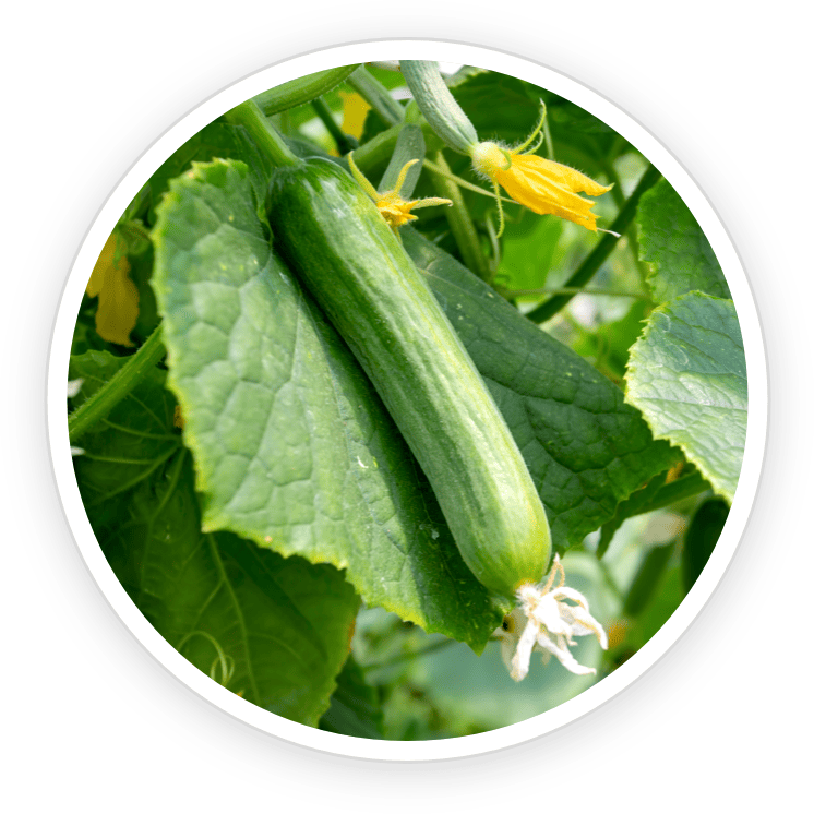 Cucumber Extract