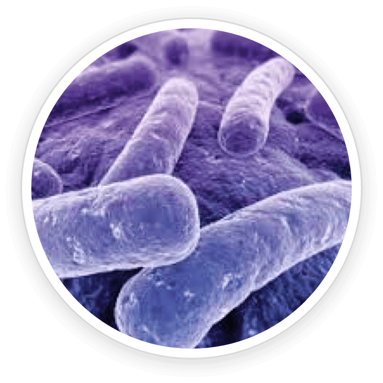 Lactobacillus Acidophilus