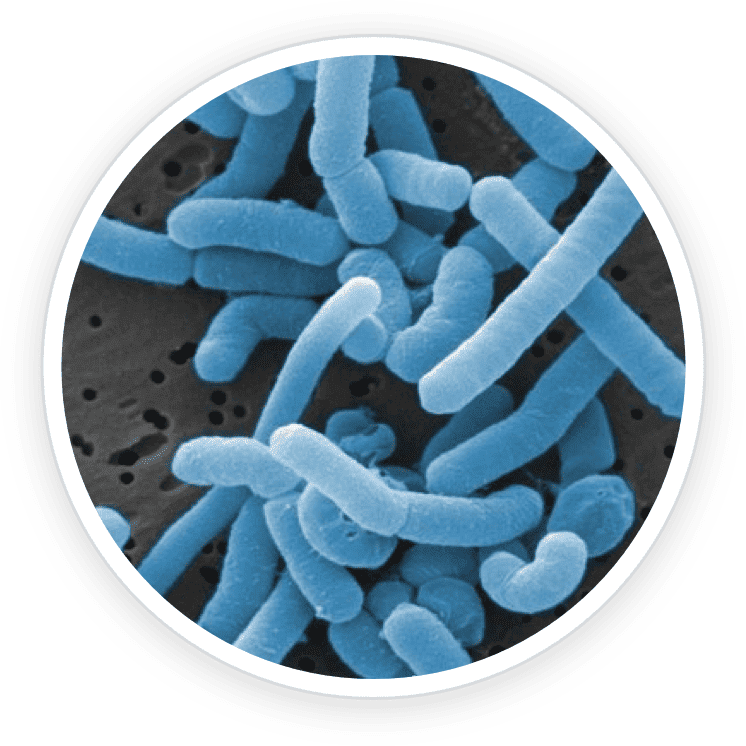 Lactobacillus Paracasei