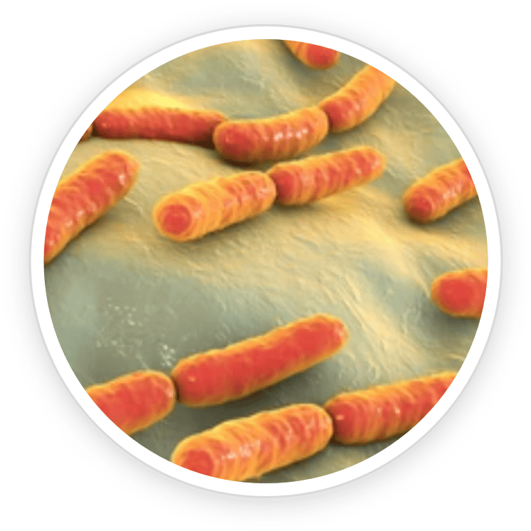 Lactobacillus Rhamnosus